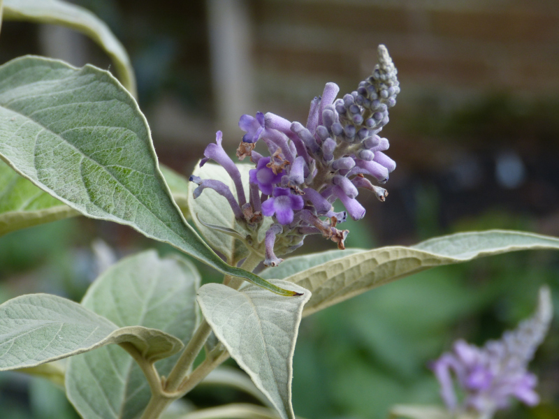 Buddleja myriantha.JPG