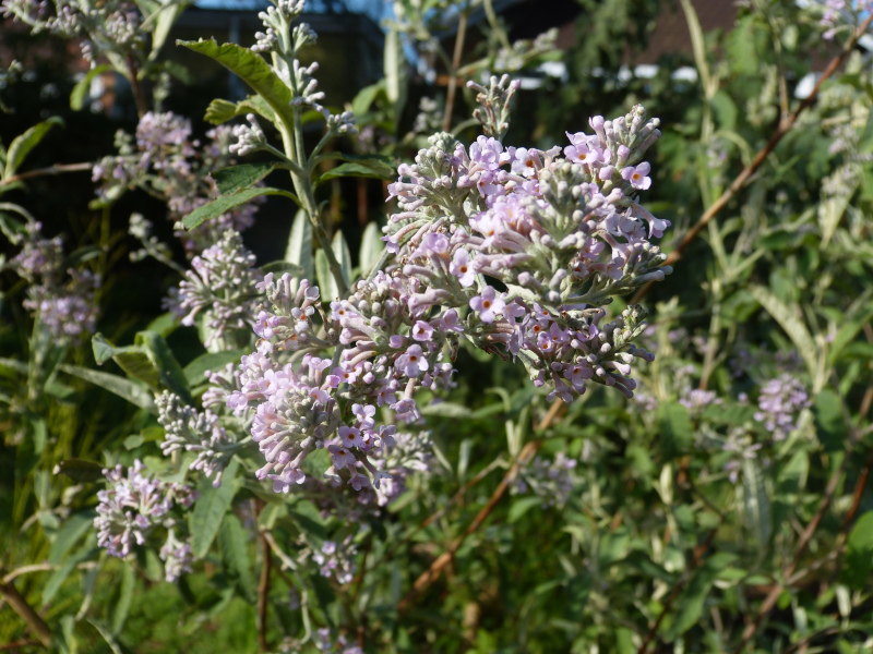 Buddleja officinalis.JPG
