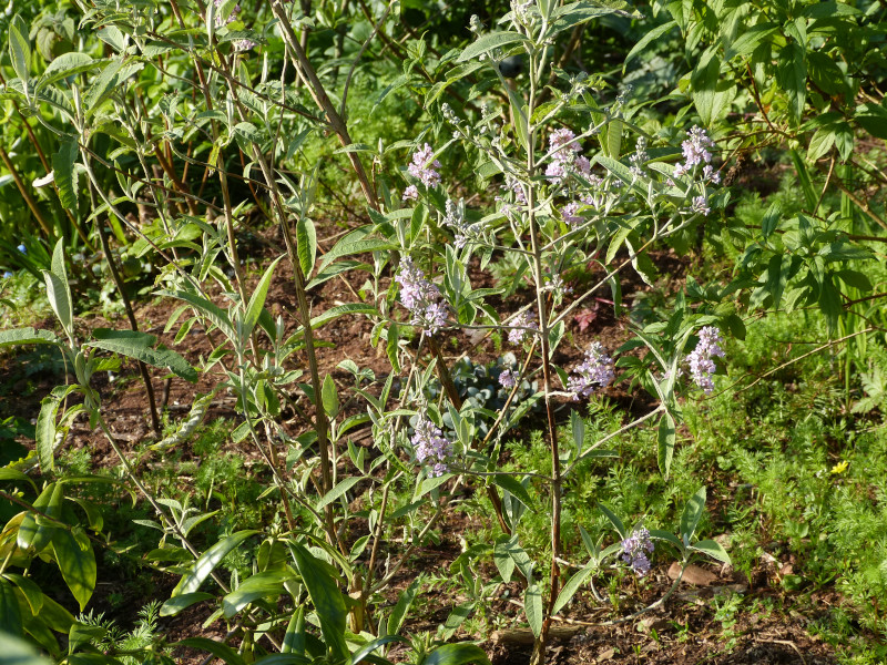 Buddleja officinalis.JPG