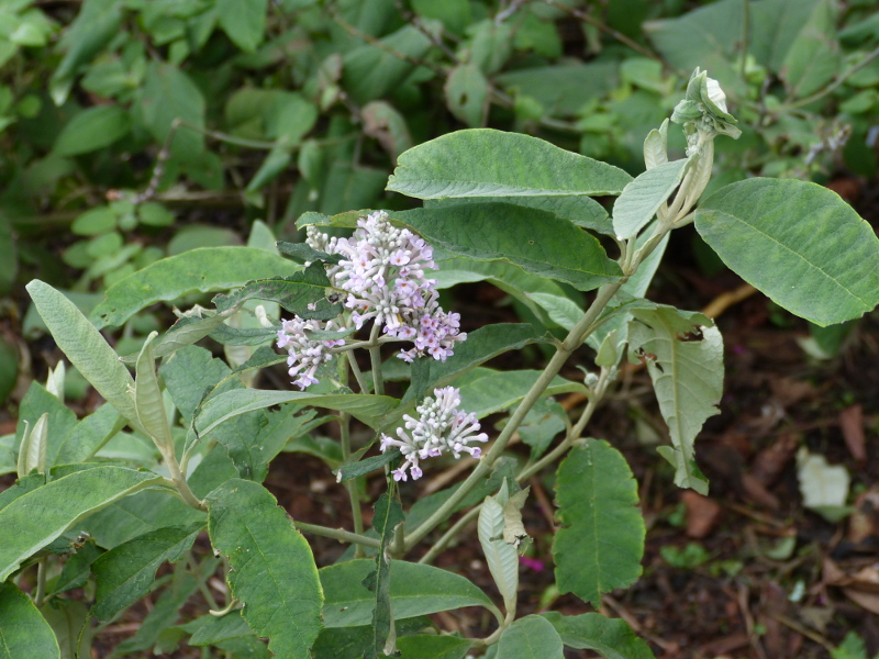 Buddleja officinalis.JPG