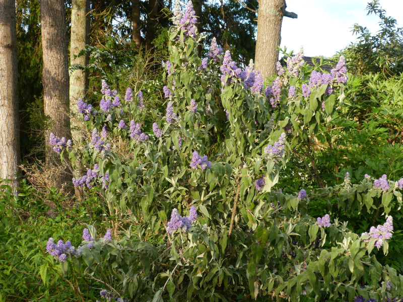 Buddleja salvifolia 1.JPG