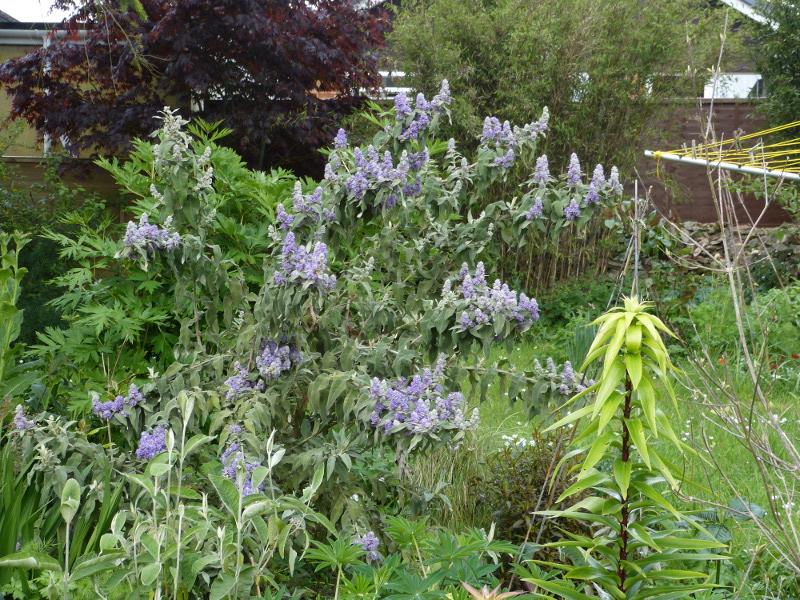 Buddleja salvifolia 2017.JPG
