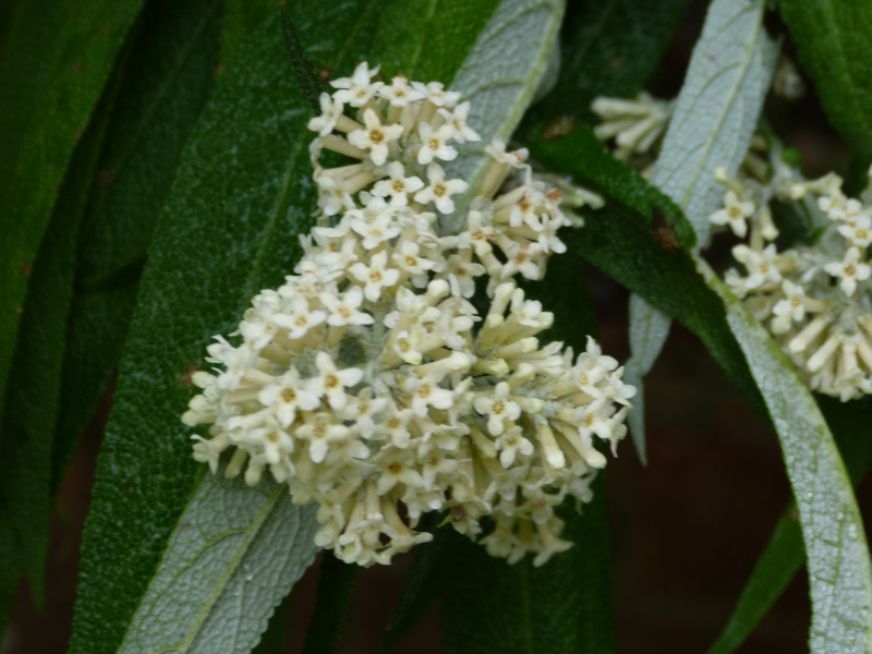 Buddleja salvifolia Alba 1.JPG