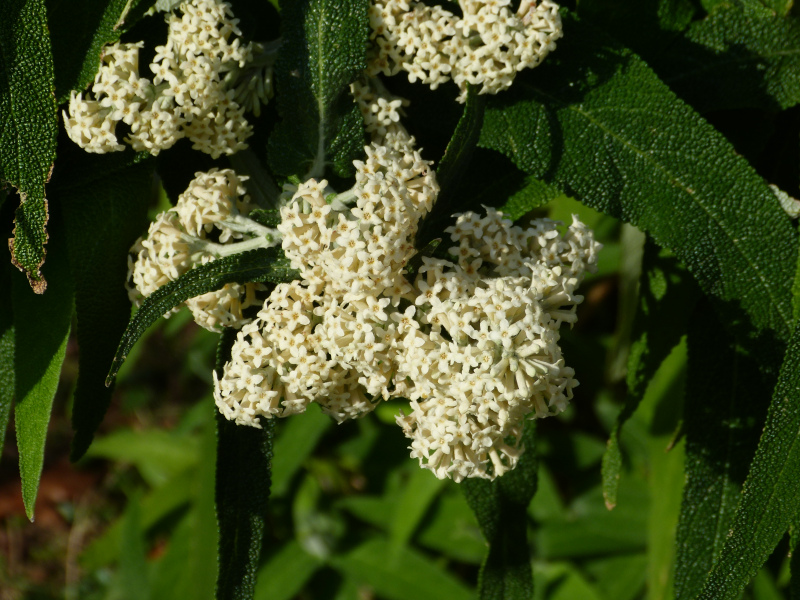 Buddleja salvifolia alba.JPG