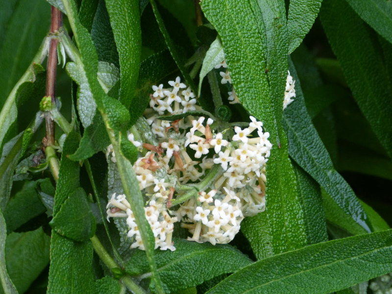 Buddleja salvifolia alba.JPG