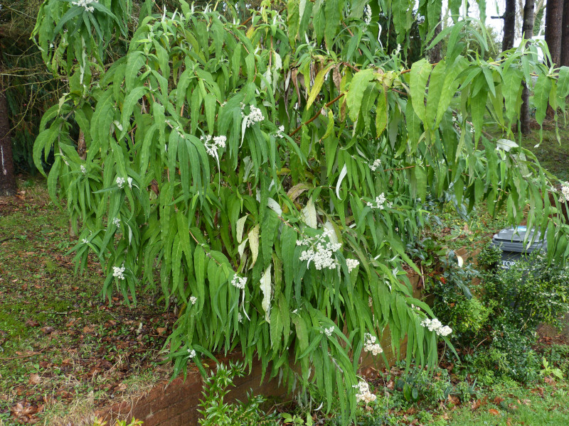 Buddleja salvifolia alba.JPG