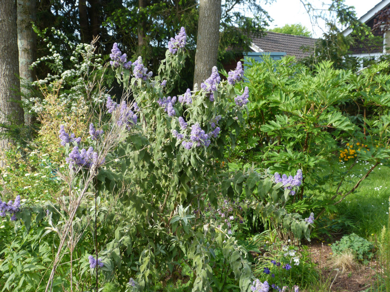 Buddleja salvifolia.JPG