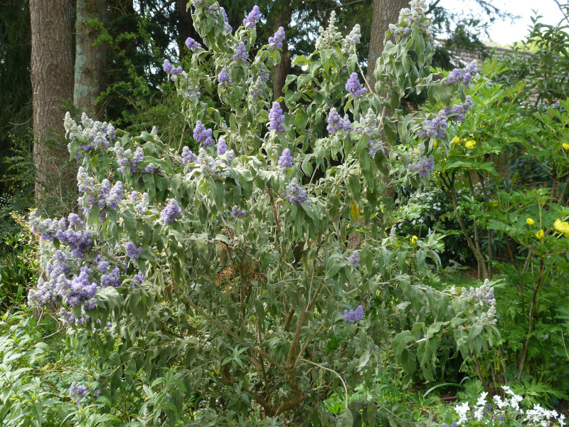 Buddleja salvifolia.JPG