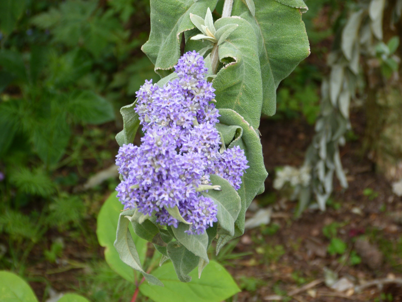 Buddleja salvifolia.JPG