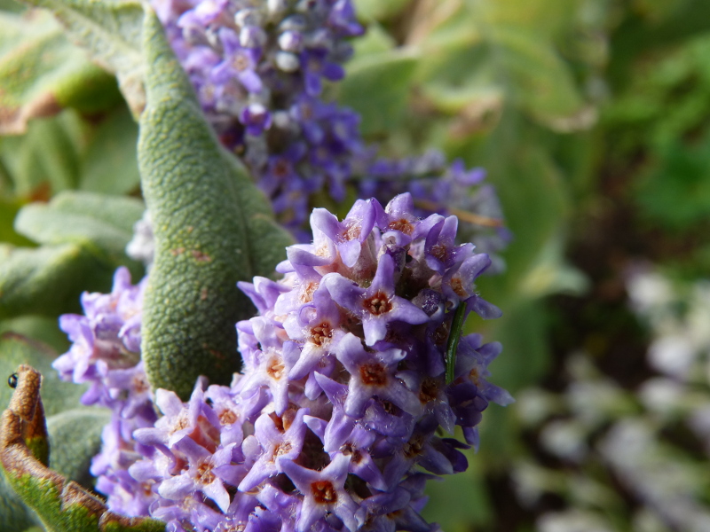 Buddleja salvifolia macro 2.JPG