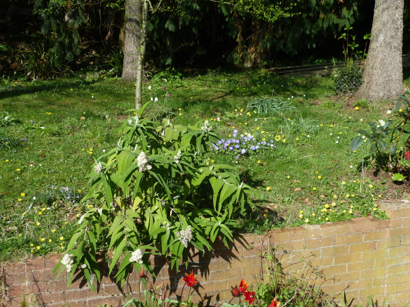 Buddleja salviifolia Alba .JPG