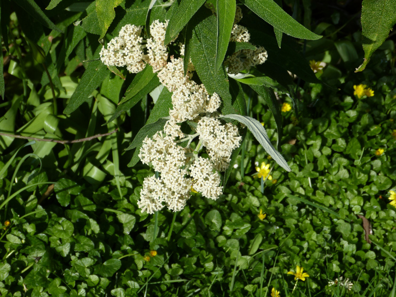 Buddleja savifolia Alba 2.JPG