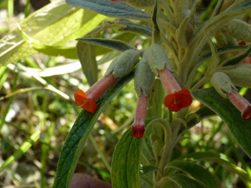Buddleja speciosissima 1.JPG