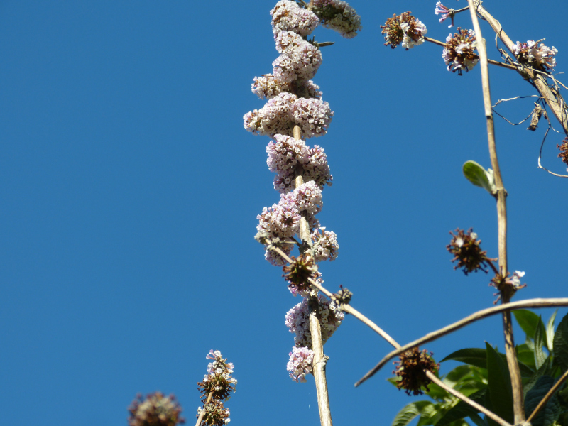Buddleja tibetica 2.JPG