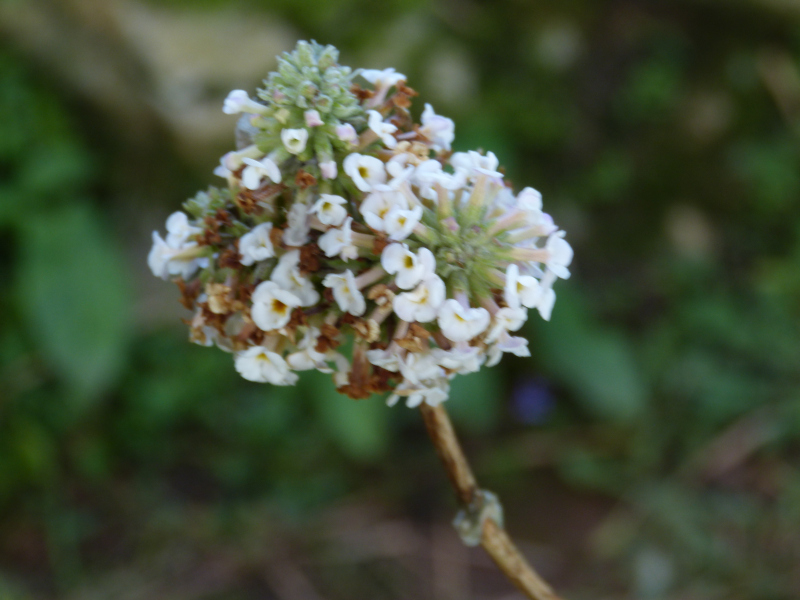 Buddleja tibetica.JPG