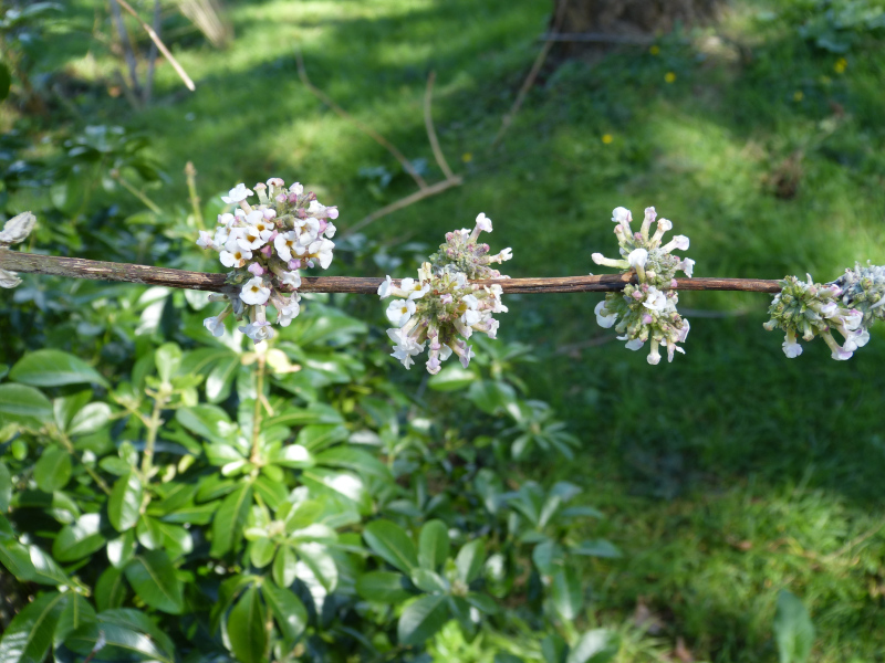 Buddleja tibetica.JPG