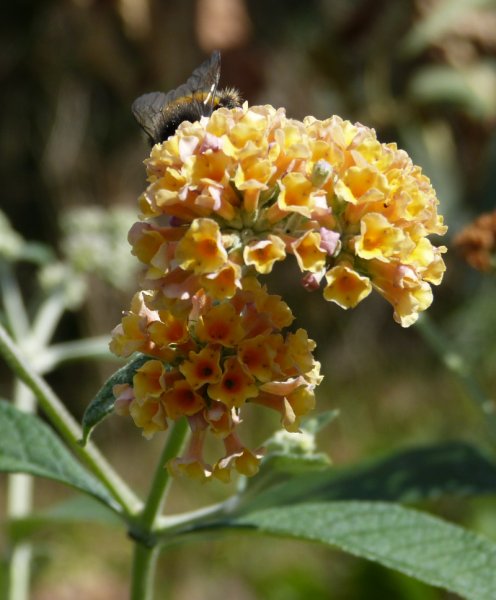 Buddleja weyeriana 1.JPG