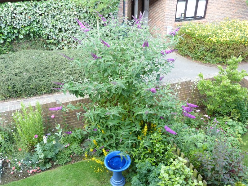 Buddliea 9 July 2012 001.JPG