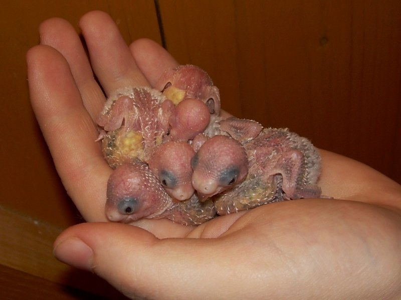 budgie babies (3).JPG