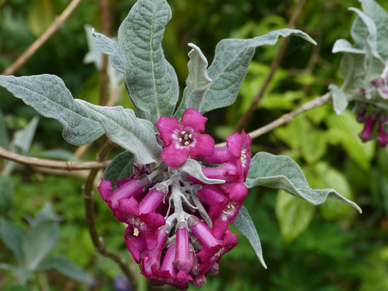 Budleja colvilei.JPG