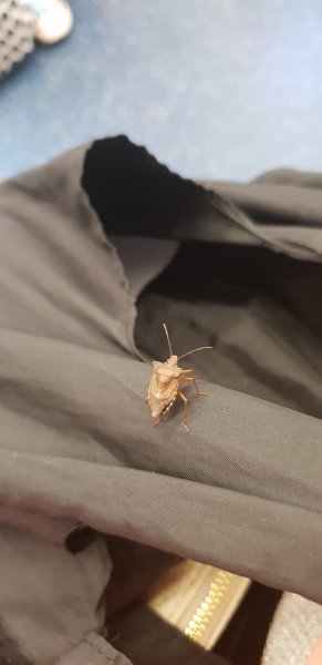 bug.jpeg