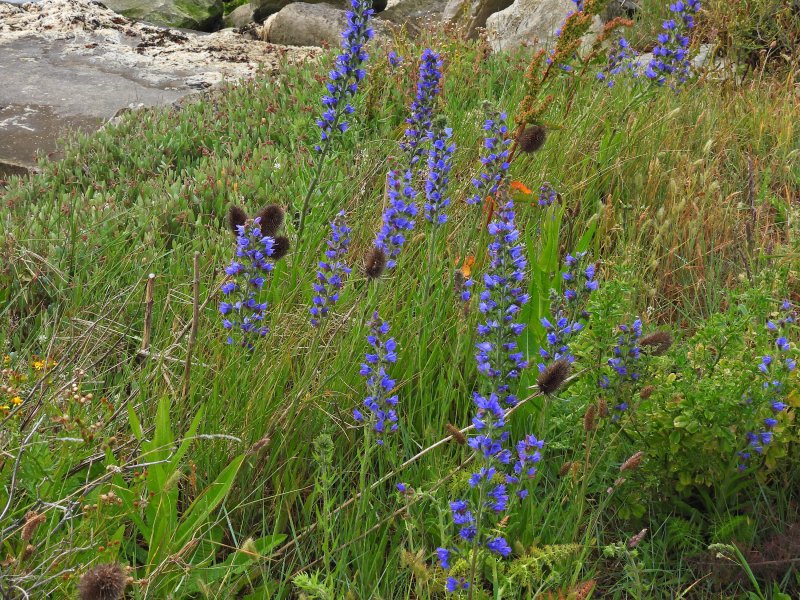 Bugloss.JPG