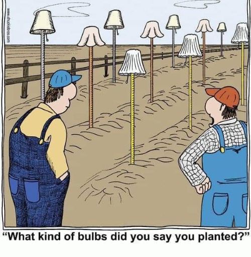 Bulbs.jpg