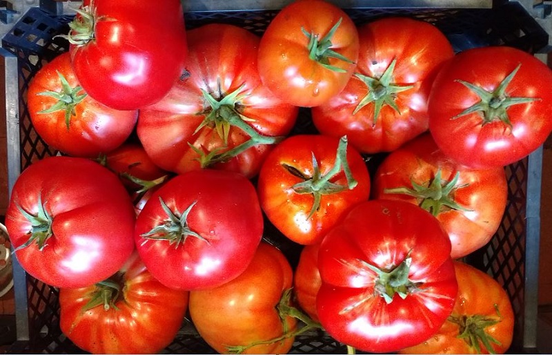 bulgarians harvest.JPG