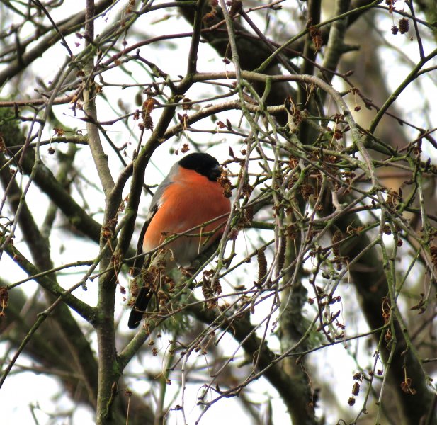 Bullfinch.JPG