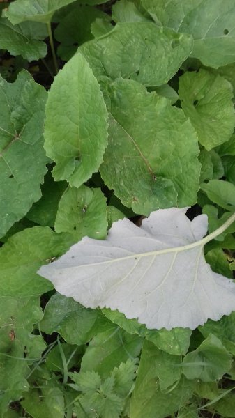 burdock.jpg