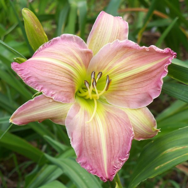 Burgess Dragonfly x Unk (2).JPG