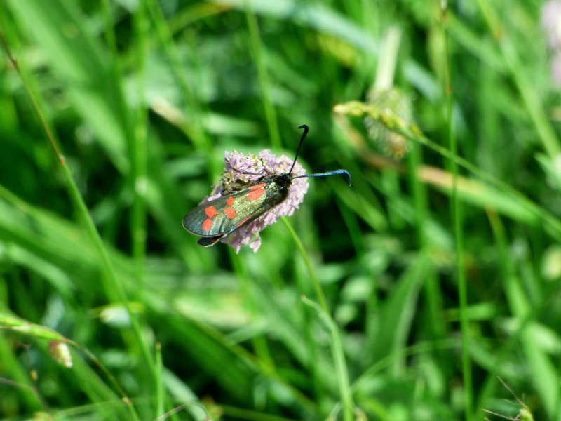 BURNET MOTH.JPG