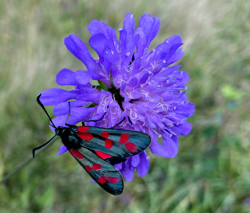 Burnet Moth.PNG