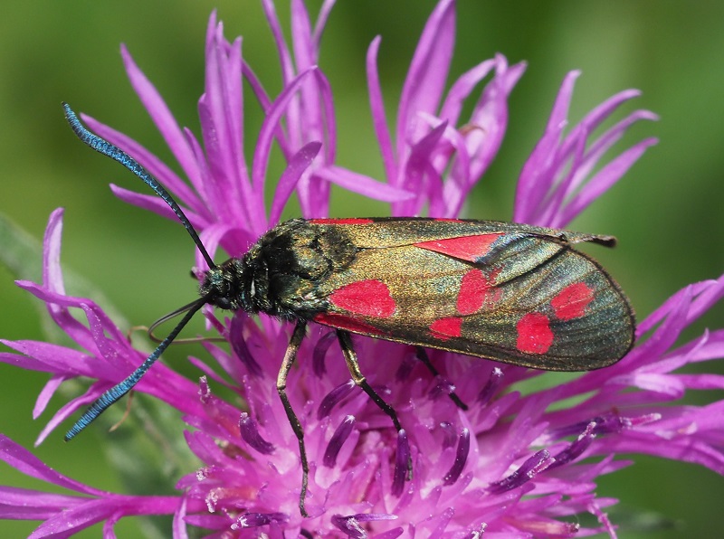 burnet5 2020A.jpg