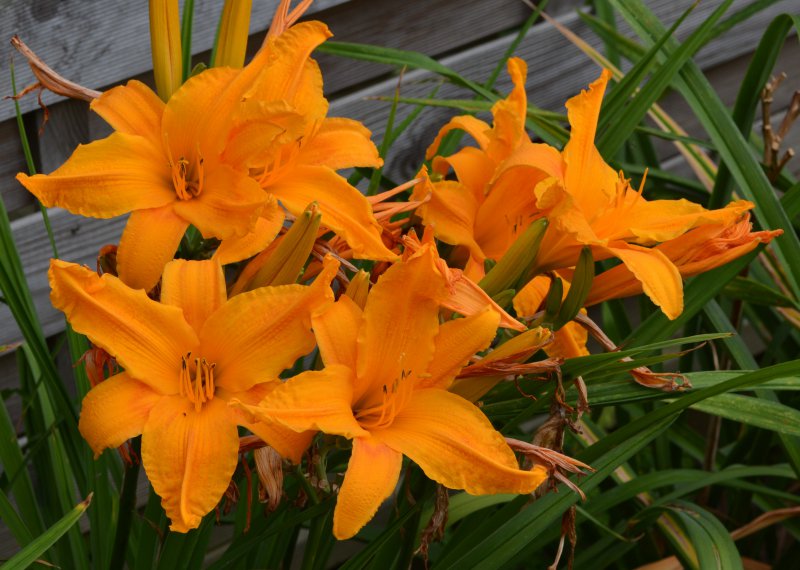 Burning Daylight.JPG