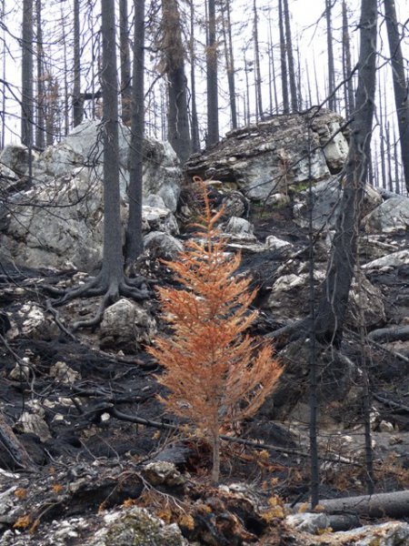 Burnt Forest F4 - Copy.JPG