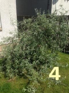 bush2.jpg