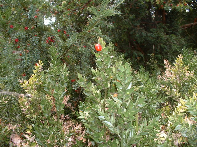 butchers broom dunster sep 12 (2).jpg