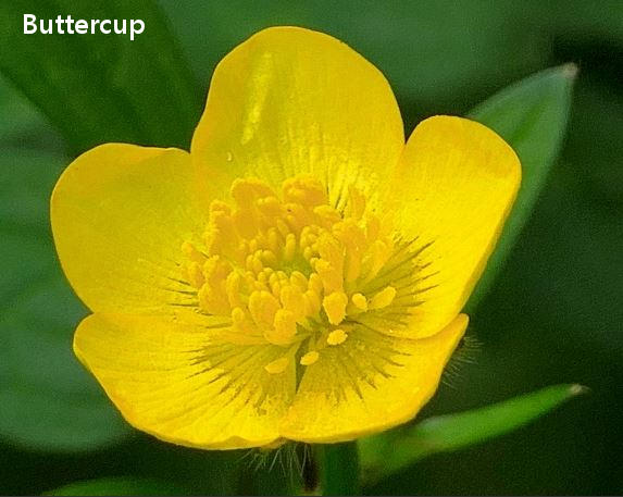Buttercup.JPG