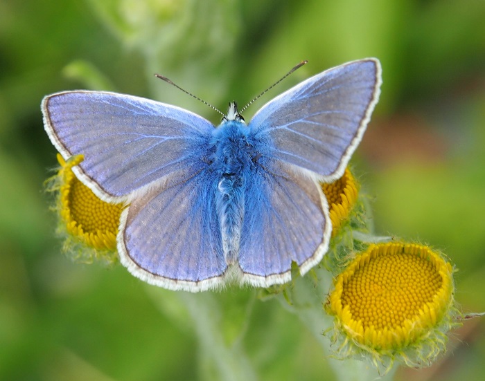 butterfly common blue.jpg
