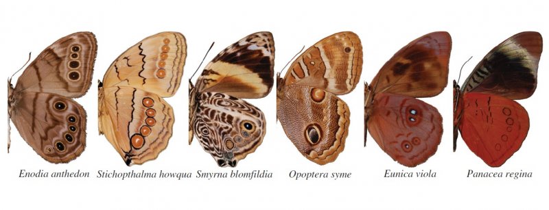 butterfly-spots.jpg
