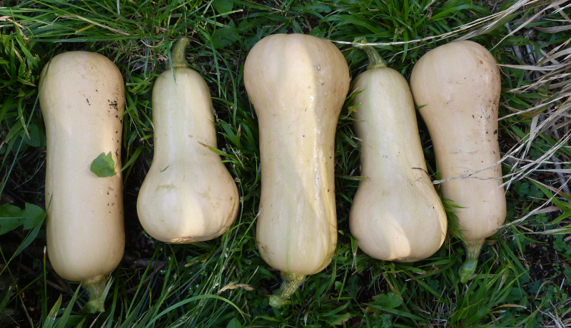Butternut Squash.JPG