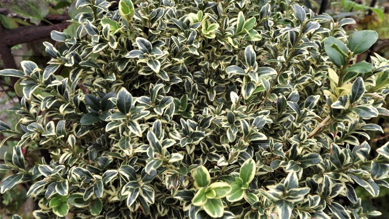 Buxus.JPG