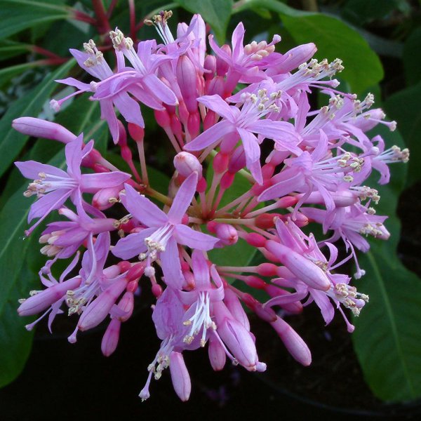 Buy Fuchsia 'Lechlade Gorgon' online_ - Duchy Nursery.jpg