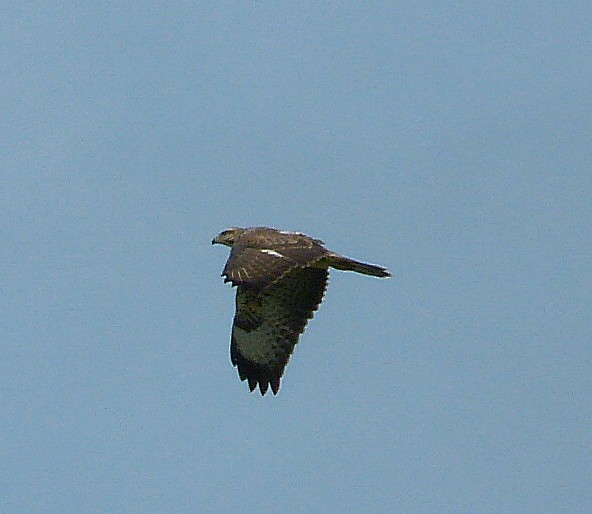 buzzard.jpg