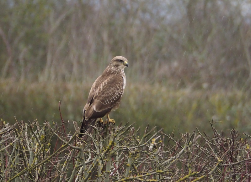 buzzard juvenile.jpg