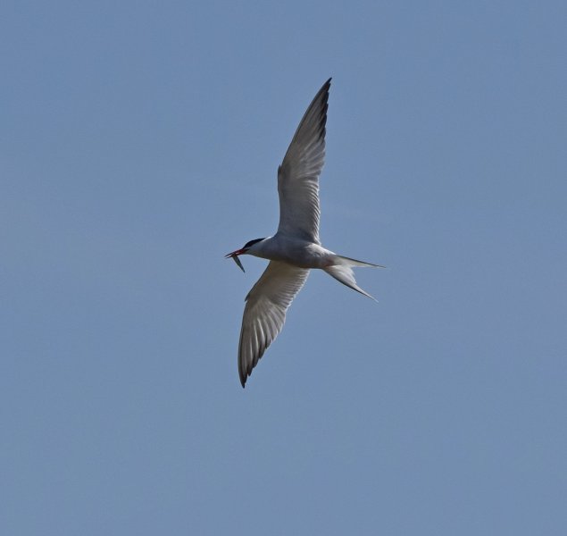 c Tern 2.jpg