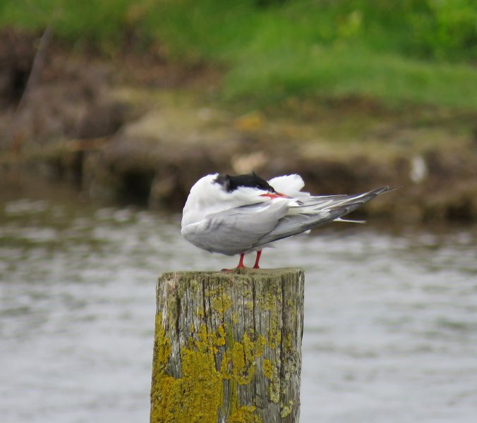 c tern 2.JPG