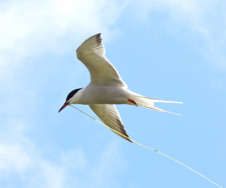 C tern 2.JPG