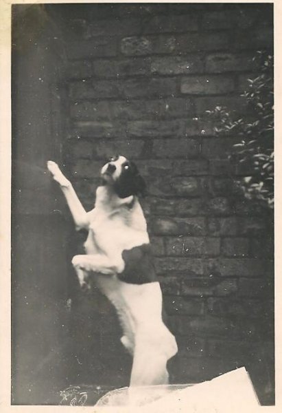 C73F894A-AEC3-4ED4-9C33-FE1694935491Laddie 1 003.jpeg